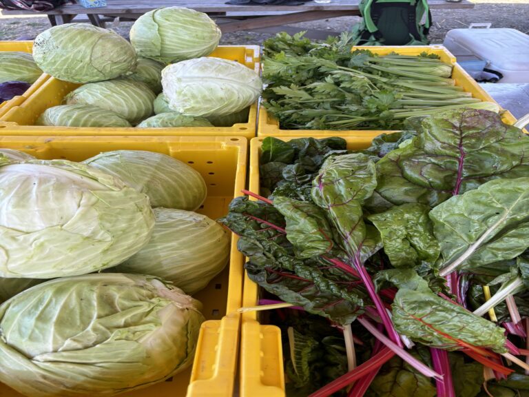 Crates of harvested cabbages, rainbow chard, and green onions