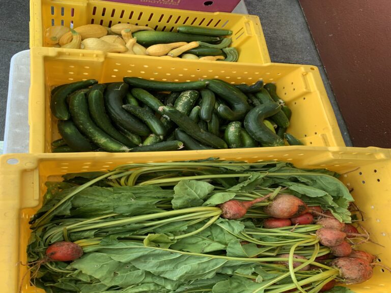 Yellow crates of fresh potatoes, zucchini, and radishes with greens from Rancho Siempre Verde